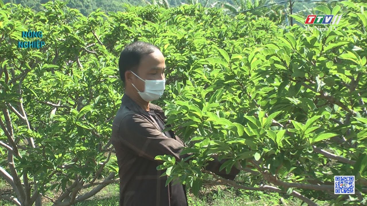 Áp dụng thụ phấn trên cây mãng cầu | Nông nghiệp Tây Ninh | TayNinhTV